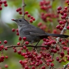 Considering the Gray Catbird…